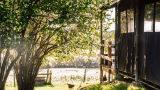 Sonnenlicht durch Bäume neben einem Safarizelt mit Veranda bei Sunninglye Farm im Vereinigten Königreich.
