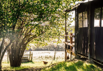 Luce solare che filtra tra gli alberi accanto a una tenda safari con veranda a Sunninglye Farm, Regno Unito.
