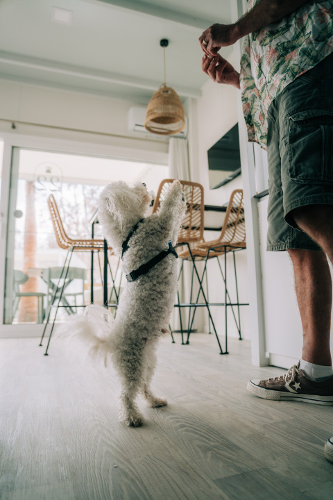 Dog standing on hind legs for a treat at Bungalow Neri Pet Friendly, Camping Costa del Sol Glamping Village, Spain.