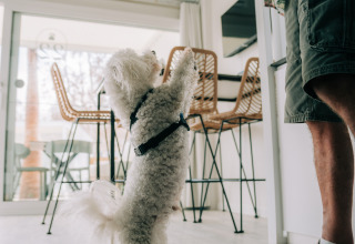 Hund steht auf den Hinterbeinen für ein Leckerli im Bungalow Neri Pet Friendly, Camping Costa del Sol Glamping Village, Spanien.
