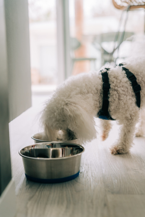 Cane bianco riccio mangia da una ciotola al Bungalow Neri Pet Friendly, Camping Costa del Sol Glamping Village, Spagna.
