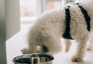 Cane bianco riccio mangia da una ciotola al Bungalow Neri Pet Friendly, Camping Costa del Sol Glamping Village, Spagna.