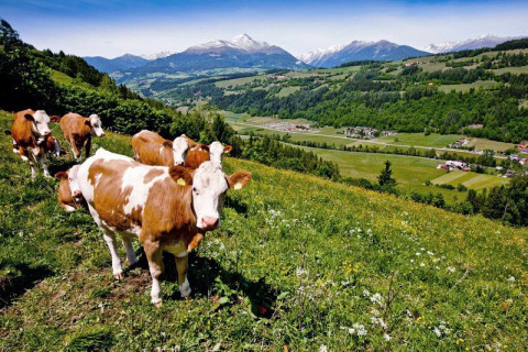 Cows grazing on a hillside near St. Peter am Kammersberg, Austria, with Alpine mountains in the background.
