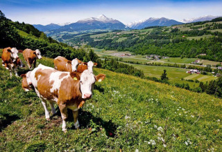 Cows grazing on a hillside near St. Peter am Kammersberg, Austria, with Alpine mountains in the background.