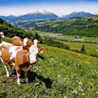 Cows grazing on a hillside near St. Peter am Kammersberg, Austria, with Alpine mountains in the background.