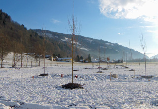 Newly planted trees in the snowy landscape of Camping Bella Austria, Styria, Austria with mountains behind.