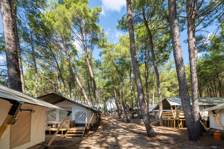 Tentes safari climatisées au Camping Krk en Croatie, installées sous de grands pins pour l’ombre.