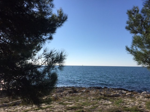 Vue sur la mer encadrée de pins au Koversada Camping Resort, un parc de vacances en Istrie, Croatie.