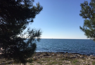 Blick auf das Meer durch Kiefern am Strand im Koversada Camping Resort, Istrien, Kroatien.