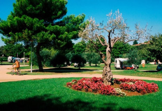 Aire de camping verdoyante au Koversada Camping Resort, Istrie, Croatie, avec arbres, fleurs et cycliste.