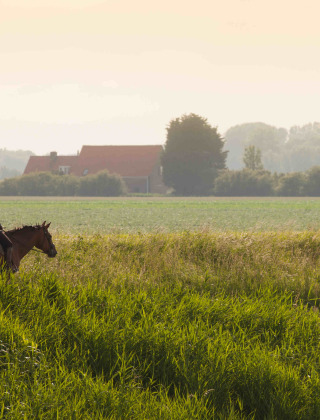 Persona montando a caballo entre campos verdes en Feather Down Hoeve Zeeland, un parque vacacional en Zeeland, Países Bajos.