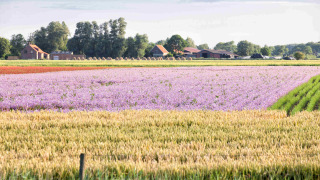 Campos de flores de colores y casas rurales en Feather Down Hoeve Zeeland, Zelanda, Países Bajos.