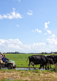 Familia en Feather Down Hoeve Zeeland, Países Bajos, disfruta del campo y vacas en un día soleado.