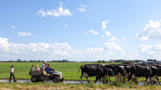 Familia en Feather Down Hoeve Zeeland, Países Bajos, disfruta del campo y vacas en un día soleado.