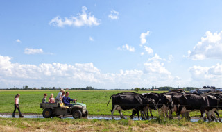 Familia en Feather Down Hoeve Zeeland, Países Bajos, disfruta del campo y vacas en un día soleado.