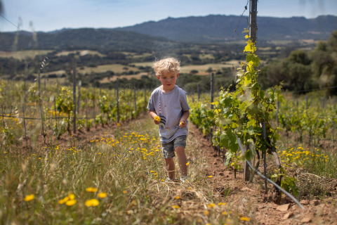 Un niño pequeño camina por un viñedo rodeado de flores silvestres en Feather Down Figari Corsica, Francia.