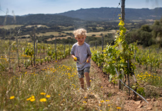 Un niño pequeño camina por un viñedo rodeado de flores silvestres en Feather Down Figari Corsica, Francia.