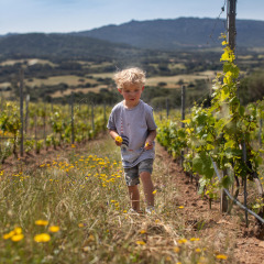 Un niño pequeño camina por un viñedo rodeado de flores silvestres en Feather Down Figari Corsica, Francia.