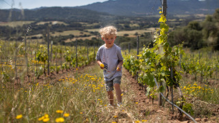 Un niño pequeño camina por un viñedo rodeado de flores silvestres en Feather Down Figari Corsica, Francia.
