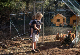 A child with a younger sibling in a carrier looks at chickens in an enclosure at Feather Down Figari, Corsica.