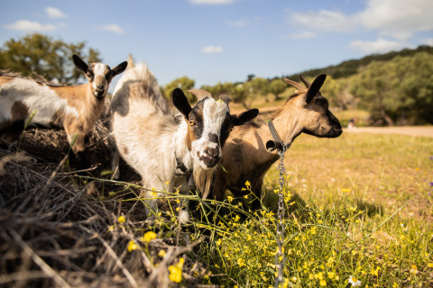 Cabras pastando en un campo soleado en Feather Down Figari Corsica, un parque de vacaciones en Córcega, Francia.