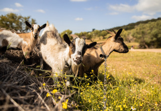 Goats grazing on a sunny field at Feather Down Figari Corsica holiday park, Corsica, France.