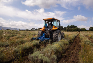 Tractor arando un campo bajo cielo nublado en Feather Down Figari Corsica, un parque vacacional en Córcega, Francia.