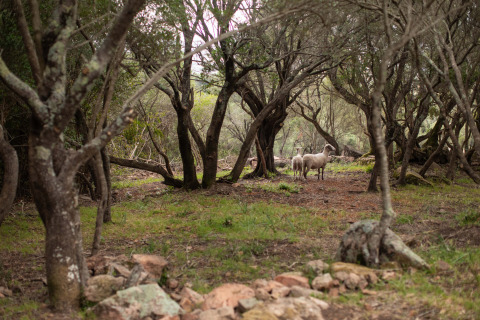 Twee schapen staan rustig in een bosje bij Feather Down Figari Corsica, een vakantiepark in Frankrijk.