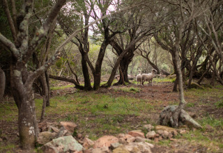 Twee schapen staan rustig in een bosje bij Feather Down Figari Corsica, een vakantiepark in Frankrijk.
