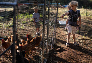 Kinderen voederen kippen in een ren bij Feather Down Figari Corsica, een vakantiepark op Corsica, Frankrijk.