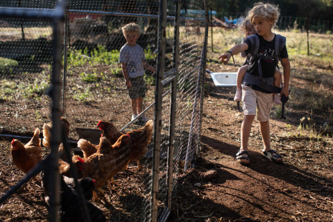 Kinderen voederen kippen in een ren bij Feather Down Figari Corsica, een vakantiepark op Corsica, Frankrijk.