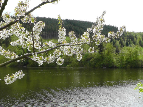 Blühende Zweige ragen über einen ruhigen See, umgeben von grüner Landschaft bei Altenbeuthen in Thüringen.