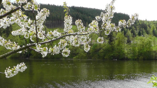 Ramas florecidas cuelgan sobre un lago en calma, rodeado de colinas verdes cerca de Altenbeuthen, Turingia.