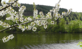 Ramas florecidas cuelgan sobre un lago en calma, rodeado de colinas verdes cerca de Altenbeuthen, Turingia.