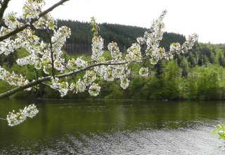 Forårsgrene med hvide blomster hænger over en sø, omgivet af grønne bakker nær Altenbeuthen, Thüringen.