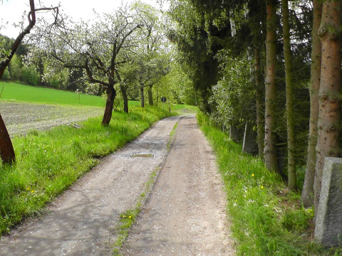 Photo d'un chemin de campagne entouré d'arbres et de champs verts près d'Altenbeuthen en Thuringe, Allemagne.