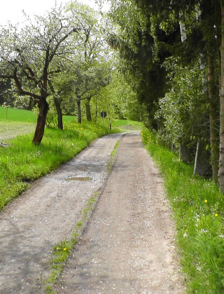 Foto de un camino rural rodeado de árboles y campos verdes cerca de Altenbeuthen en Turingia, Alemania.