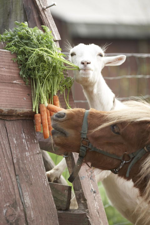 Una cabra y un pony comen zanahorias frescas en Feather Down Hohenwarter Seehof en Turingia, Alemania.