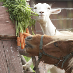 Una cabra y un pony comen zanahorias frescas en Feather Down Hohenwarter Seehof en Turingia, Alemania.