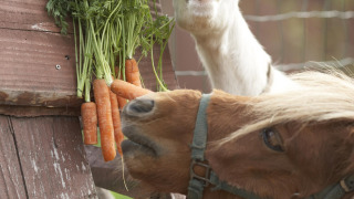 Una cabra y un pony comen zanahorias frescas en Feather Down Hohenwarter Seehof en Turingia, Alemania.