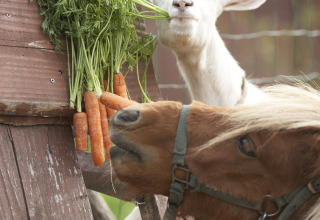Eine Ziege und ein Pony fressen frische Karotten im Feather Down Hohenwarter Seehof in Thüringen, Deutschland.