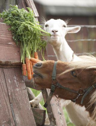 En ged og en pony spiser friske gulerødder på Feather Down Hohenwarter Seehof i Thüringen, Tyskland.