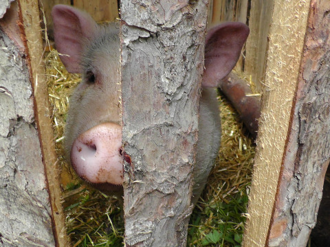 Un cerdito curioso asoma por una cerca de madera en Feather Down Hohenwarter Seehof, Turingia, Alemania.
