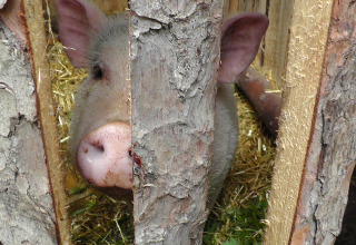 Un maialino curioso sbircia attraverso una recinzione di legno al Feather Down Hohenwarter Seehof in Turingia.