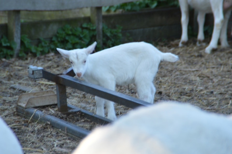 Un cabrito blanco está junto a una estructura metálica en Feather Down Hohenwarter Seehof, Turingia.