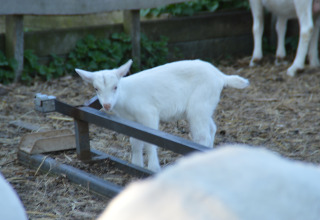 Un chevreau blanc se tient à côté d’un cadre métallique à Feather Down Hohenwarter Seehof, Thuringe.