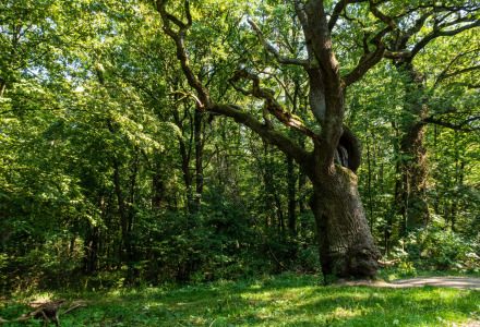 La luz del sol atraviesa árboles frondosos en un bosque cerca de Altenbeuthen, Turingia, Alemania, verano.
