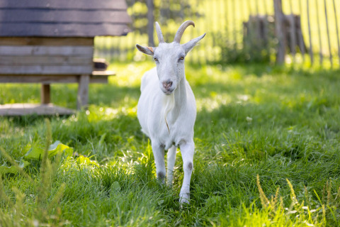 Una capra bianca con le corna sta su un prato vicino a Kinrooi, Limburgo, Belgio, vicino a una staccionata.