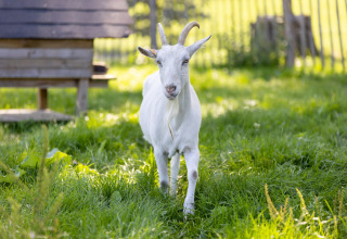 Una capra bianca con le corna sta su un prato vicino a Kinrooi, Limburgo, Belgio, vicino a una staccionata.