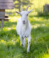 Una cabra blanca con cuernos en un campo verde cerca de Kinrooi, Limburgo, Bélgica, cerca de una valla.